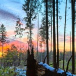 Sunset in snowy Spruce Forest